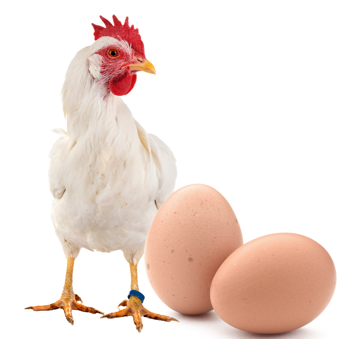 Healthy Chicks and Breeding Hens